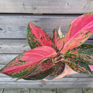 Aglaonema (Aglaonéma) ´CHILLI RED´ - kont. C1L, výška 15-20 cm